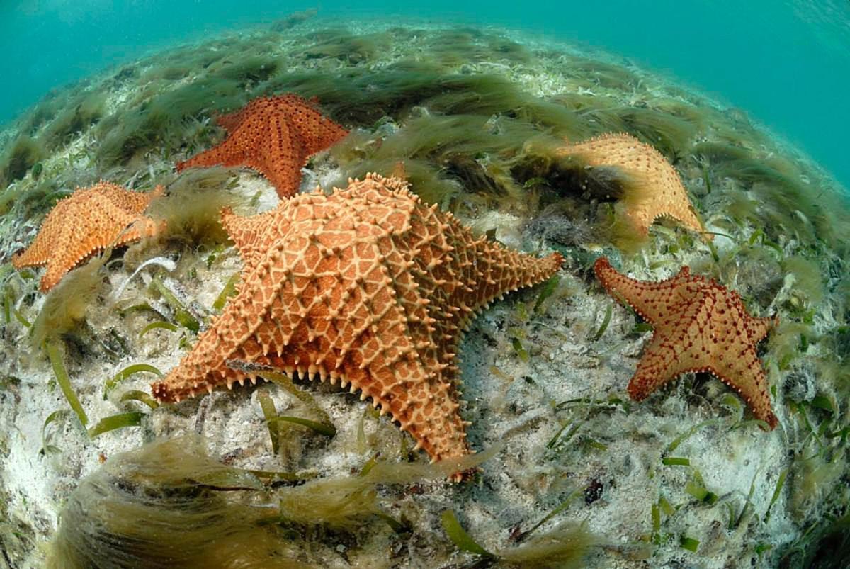 Villa Caracol Los Roques Cameră foto